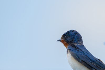 Bluebird, western sialia mexicana standing against blue sky.