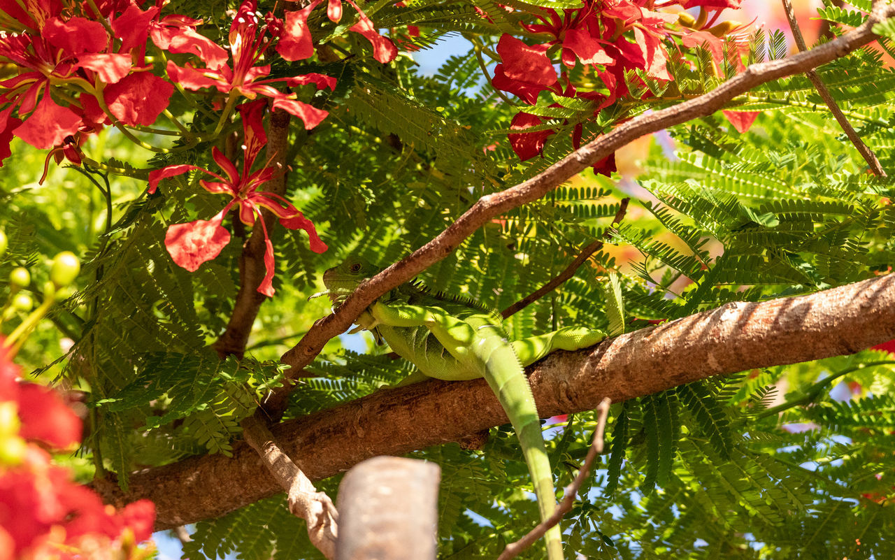 CLOSE-UP OF HAND FEEDING ON PLANT