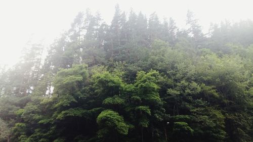 Low angle view of trees