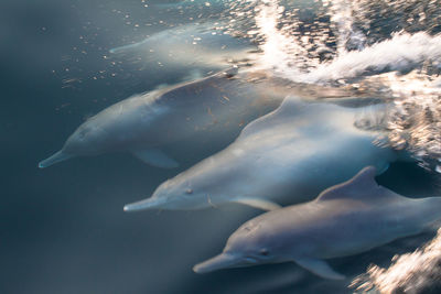 Dolphins swimming in ocean