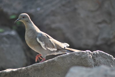 Close-up of seagull perching on rock