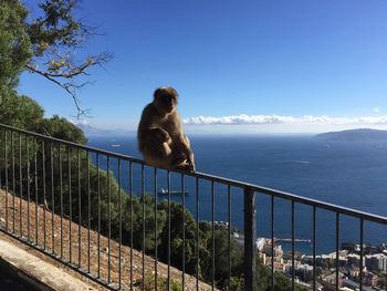 Monkey looking at sea against sky