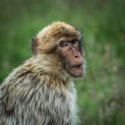 The barbary macaque macaca sylvanus is the only macaque species found outside of asia