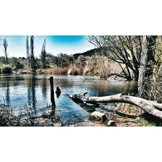 water, transfer print, tree, tranquility, tranquil scene, lake, auto post production filter, scenics, sky, nature, beauty in nature, bare tree, branch, lakeshore, clear sky, river, reflection, day, calm, lakeside