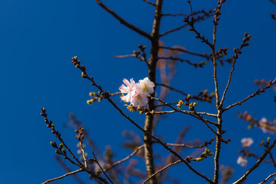 Low angle view of cherry blossoms against blue sky