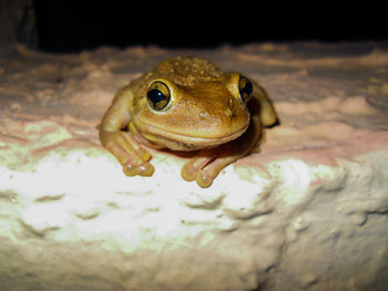 Close-up of frog