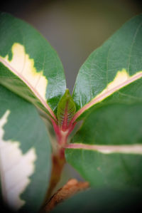 Close-up of green leaf