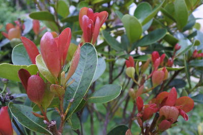 Close-up of red flowering plant