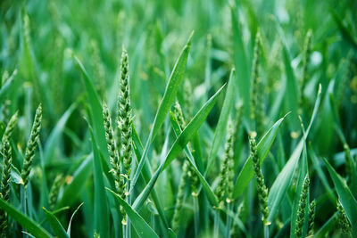 Green field with wheat ear