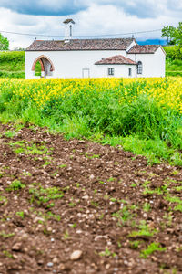 Scenic view of agricultural field against sky