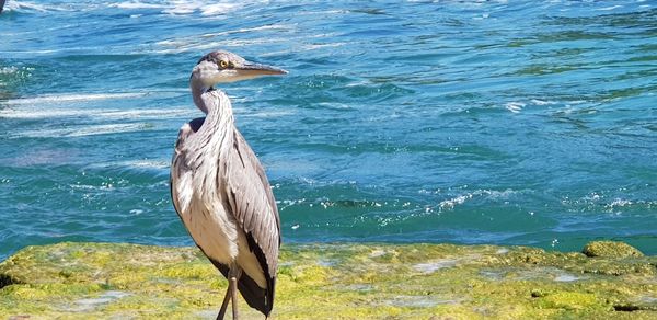 View of bird perching on a beach