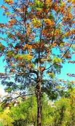 Low angle view of trees against sky