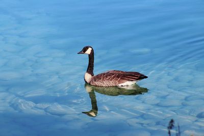 High angle view of bird swimming in lake