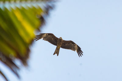 Low angle view of eagle flying against sky