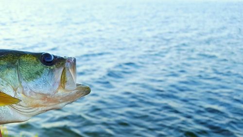 Close-up of turtle swimming in sea