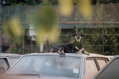 Dog security guard, old car cemetery