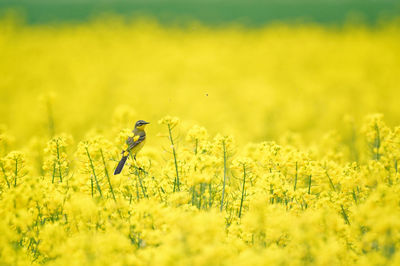 Close-up of flowering plants on field