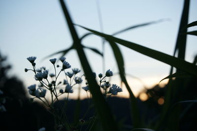 Close-up of silhouette flowering plant against sky