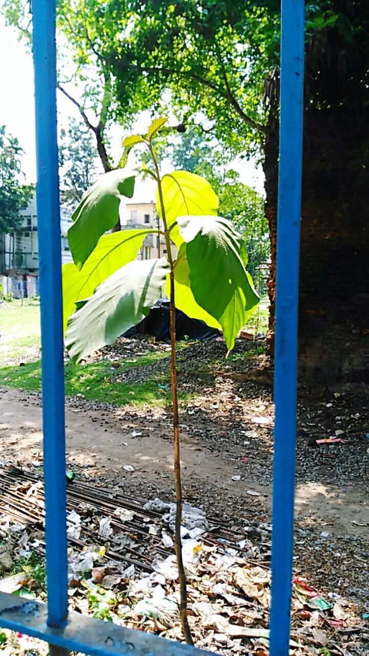 VIEW OF LEAVES