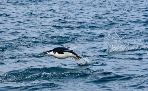 Bird swimming in sea