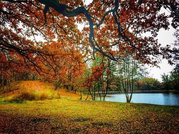 Reflection of trees in pond