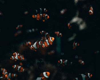 Close-up of fishes swimming in sea