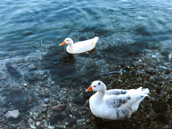 High angle view of ducks floating on lake