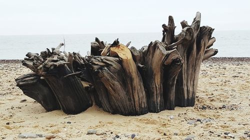 Panoramic view of driftwood on beach