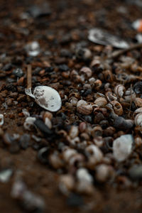 High angle view of coffee beans on table