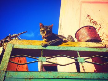 Portrait of cat sitting against clear blue sky