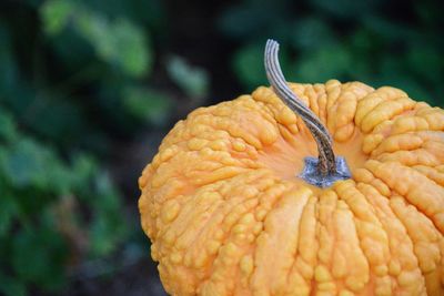 Close-up of pumpkin