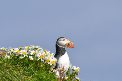 Low angle view of bird against sky