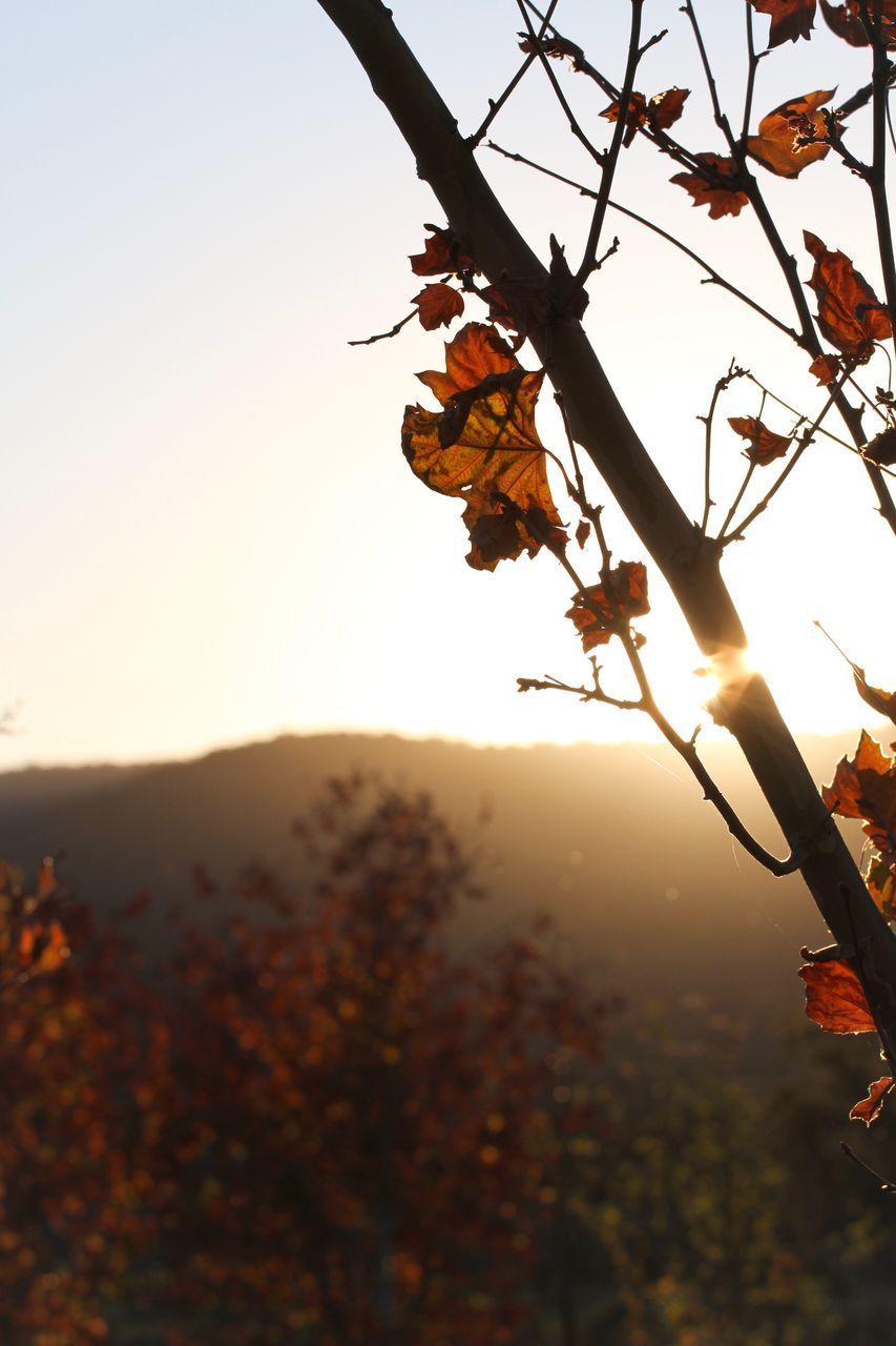 CLOSE-UP OF AUTUMN LEAVES AGAINST SKY AT SUNSET