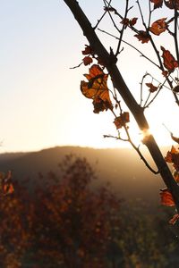 Close-up of autumn leaves on landscape against sky