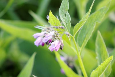 Close-up of purple flowering plant