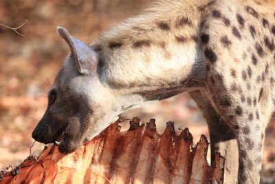 Hyena eating dead animal on sunny day