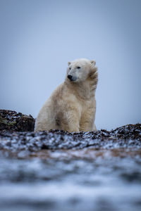 Polar bear sits on tundra looking left