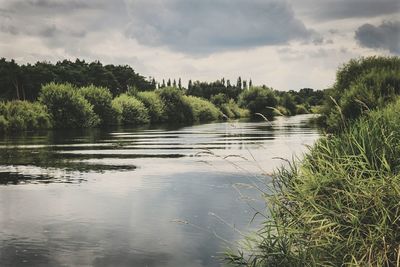 Reflection of trees in calm river