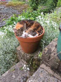 High angle view of cat on grass
