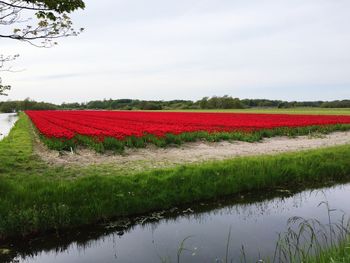 Scenic view of rural landscape