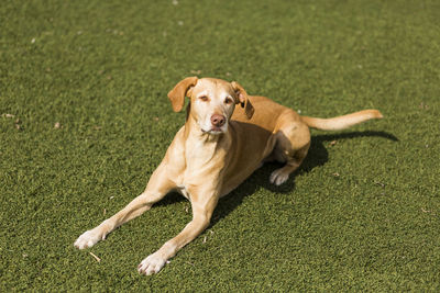 Portrait of dog running on grass