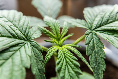 Close-up of fresh green leaves