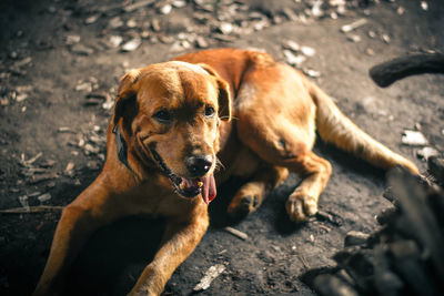 Close-up of dog