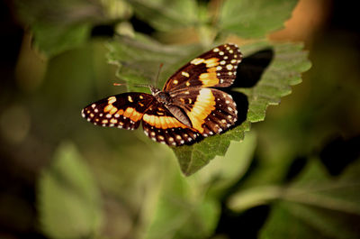 Close-up of butterfly on leaf