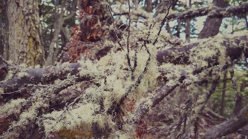 Close-up of snow covered trees in forest