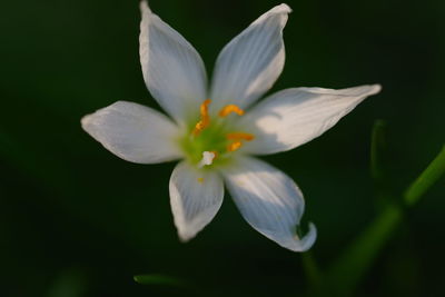 Close-up of purple flower