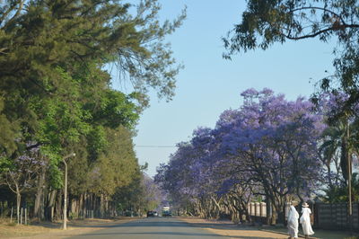 Trees by road in park against clear sky