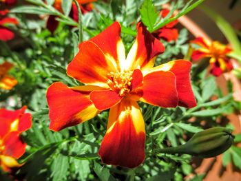 Close-up of red flower