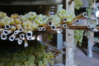 Close-up of wet fruits hanging in water