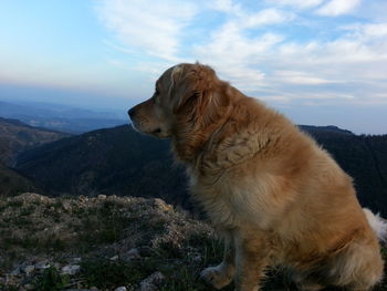 Dog sitting on hill against sky